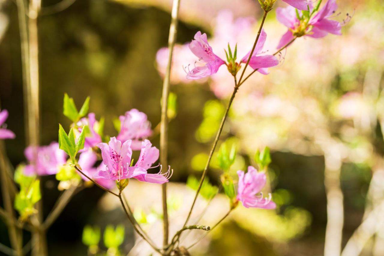 Auberge Funoki Nakatsu Buitenkant foto